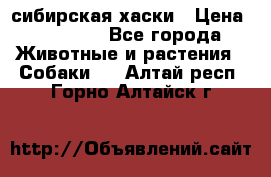 l: сибирская хаски › Цена ­ 10 000 - Все города Животные и растения » Собаки   . Алтай респ.,Горно-Алтайск г.